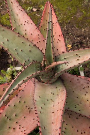 Foto de Botánica. Vista de cerca de Aloe ferox, también conocido como Aloe Amargo, hermosa roseta de hojas largas, espinosas, rojas, creciendo en el jardín. - Imagen libre de derechos