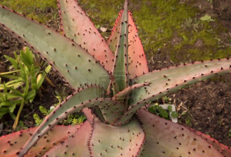 Botánica. Vista de cerca de Aloe ferox, también conocido como Aloe Amargo, hermosa roseta de hojas largas, espinosas, rojas, creciendo en el jardín.