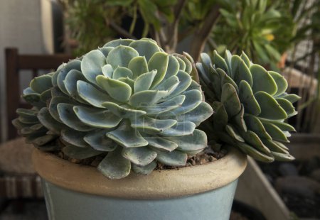 Photo for Flora. Succulent plant. Closeup of an Echeveria imbricata, also known as Blue Rose Echeveria, growing in a flower pot in the urban garden. Its beautiful rosettes and green leaves. - Royalty Free Image