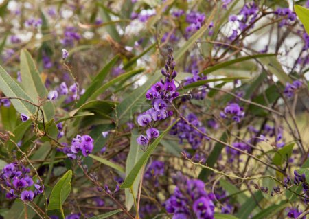 Téléchargez les photos : Hardenbergia violacea, également connu sous le nom de faux sarsaparilla ou pois corail violet, belles fleurs violettes fleurissant dans le jardin au printemps. - en image libre de droit