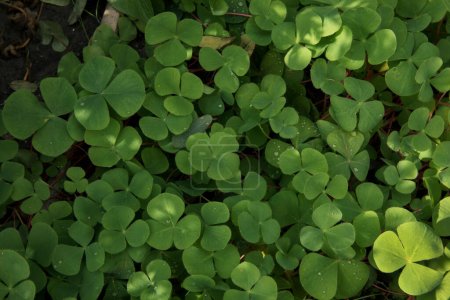 Natürliche Textur und Muster. Nahaufnahme von Trifolium repens, auch bekannt als Weißklee, schöne grüne Blätter, die im Garten wachsen.