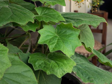 Photo for Flora. House plant. Closeup view of a Senecio petasitis, also known as Velvet Groundsel, beautiful green leaves foliage. - Royalty Free Image