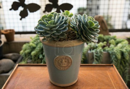 Photo for House plant in the balcony. Succulent plant. Closeup of an Echeveria imbricata, also known as Blue Rose Echeveria, growing in a flower pot in the urban garden. Its beautiful rosettes and green leaves. - Royalty Free Image