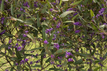 Foto de Jardinería. Hardenbergia violacea, también conocida como falsa zarzaparrilla o guisante de coral púrpura, hermosas flores púrpuras que florecen en el jardín en primavera. - Imagen libre de derechos
