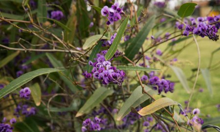 Foto de Hardenbergia violacea, también conocida como zarzaparrilla falsa o guisante de coral púrpura, hermosas flores violetas que florecen en el jardín en primavera. - Imagen libre de derechos
