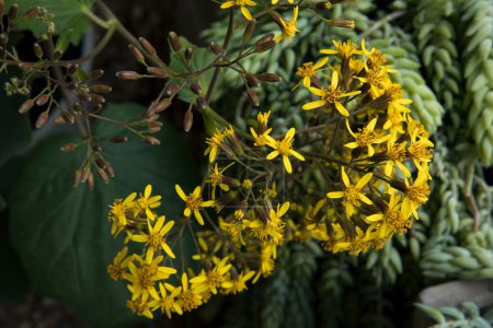 Téléchargez les photos : Floral. Vue rapprochée d'un Senecio petasitis, également connu sous le nom de Velvet Groundsel, fleurs en fleurs d'hiver. Belle texture de pétales dorés. - en image libre de droit