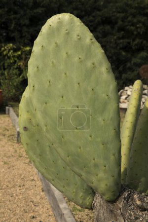 Photo for Edible cactus. Closeup view of Opuntia ficus indica, also known as Barbary fig, green and fleshy leaf growing in the garden. - Royalty Free Image