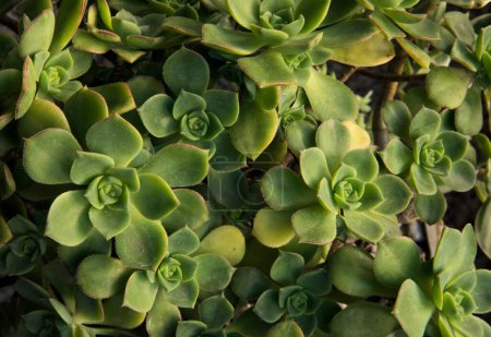 Foto de Textura y patrón natural. Plantas suculentas. Vista de cerca de un Aeonium haworthii, también conocido como Pinwheel, hermosas rosetas verdes y hojas. - Imagen libre de derechos