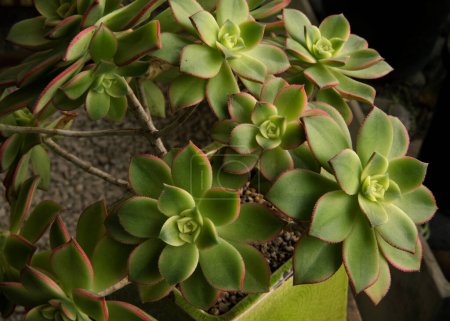 Téléchargez les photos : Des plantes succulentes. Vue rapprochée d'un Aeonium haworthii Kiwi, belle rosette de feuilles vertes aux bords roses. - en image libre de droit