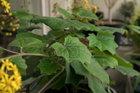 Photo for Flora. House plant. Closeup view of a Senecio petasitis, also known as Velvet Groundsel, beautiful green leaves foliage. - Royalty Free Image