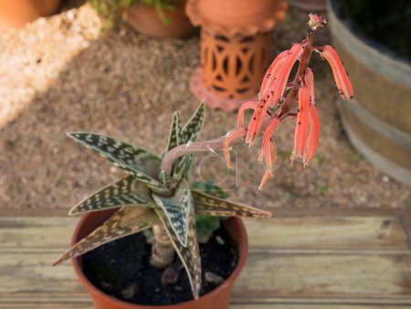Foto de Cactus exóticos. Aloe variegata, también conocido como Aloe Tigre, raras flores rojas en flor, largo pedúnculo y roseta, creciendo en una maceta en el jardín. - Imagen libre de derechos