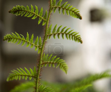 Photo for Natural texture and pattern. Closeup view of a Cyathea cooperi fern, also known as Australian Tree Fern, hairy peduncle, stems, and underside of the green leaves and leaflets. - Royalty Free Image