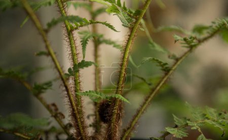Photo for Flora. Closeup view of a Cyathea cooperi fern, also known as Tree Fern, stem peduncles  and frond with red hairs, growing in a pot in the urban garden. - Royalty Free Image