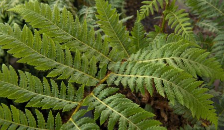 Foto de Flora. Vista de cerca del helecho Cyathea cooperi, también conocido como helecho arbóreo australiano, hermosas hojas verdes y foliolos textura y patrón. - Imagen libre de derechos