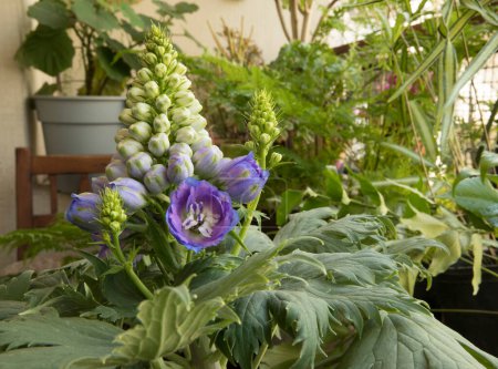 Téléchargez les photos : Floral. Vue rapprochée de la belle Delphinium également connu sous le nom de Larkspur, de beaux bourgeons de fleurs blanches et de fleurs violettes printemps fleurissant dans le jardin. - en image libre de droit
