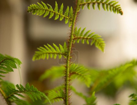 Photo for Natural texture and pattern. Closeup view of a Cyathea cooperi fern, also known as Australian Tree Fern, hairy peduncle, stems, and underside of the green leaves and leaflets. - Royalty Free Image