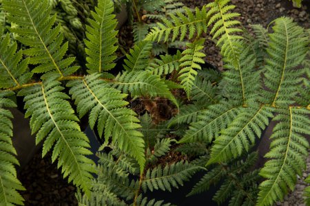 Photo for Natural texture and pattern. Closeup view of a Cyathea cooperi fern, also known as Australian Tree Fern, beautiful green leaves foliage. - Royalty Free Image
