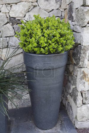 Photo for House exterior decoration. Closeup view of a Buxus sempervirens bush, also known as Boxwood, growing in a pot. - Royalty Free Image