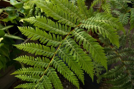 Flora. Vista de cerca del helecho Cyathea cooperi, también conocido como helecho arbóreo australiano, hermosas hojas verdes y foliolos textura y patrón.