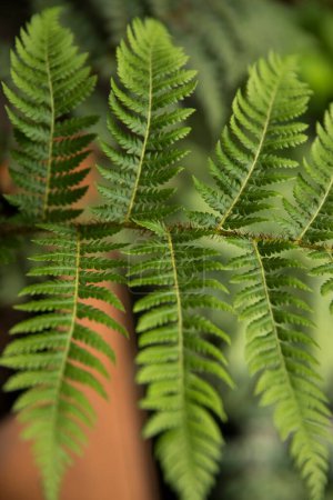 Photo for Flora. Closeup view of Cyathea cooperi fern, also known as Australian Tree Fern, beautiful green leaves and leaflets texture and pattern. - Royalty Free Image