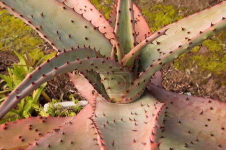 Téléchargez les photos : Flore exotique. Cactus. Macro shot d'un aloès ferox, également connu sous le nom d'aloès amer, belles longues feuilles aux épines rouges. - en image libre de droit