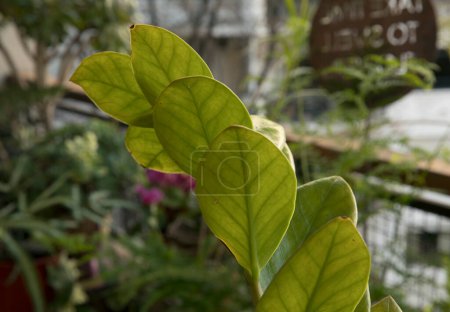 Photo for Exotic flora. Closeup view of a Zamioculcas zamiifolia, also known as Zanzibar gem, stem and green underside leaves and nerves. - Royalty Free Image