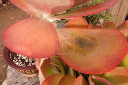 Téléchargez les photos : Jardinage. Plantes décoratives succulentes. Vue rapprochée d'une Kalanchoe thyrsiflora, également connue sous le nom de Paddle plant, belle texture et motif de feuilles rouges, poussant dans un pot dans le jardin. - en image libre de droit