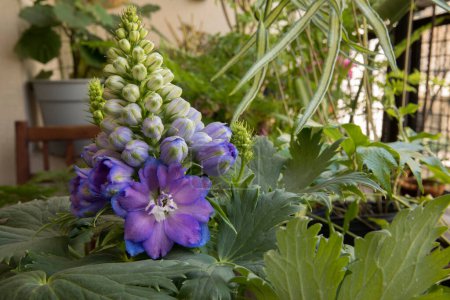 Téléchargez les photos : Floral. Vue rapprochée de la belle Delphinium également connu sous le nom de Larkspur, de beaux bourgeons de fleurs blanches et de fleurs violettes printemps fleurissant dans le jardin. - en image libre de droit