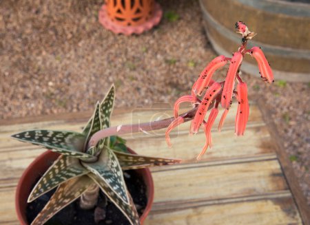 Photo for Exotic cactus. Aloe variegata, also known as Tiger Aloe, rare red blooming flowers, long peduncle and rosette, growing in a flower pot in the garden. - Royalty Free Image