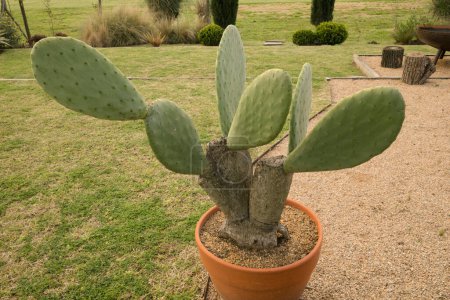 Téléchargez les photos : Cactus sculptural. Vue d'une Opuntia ficus indica, également connue sous le nom de poire piquante, de belles feuilles sans épines, poussant dans un pot dans le jardin. - en image libre de droit
