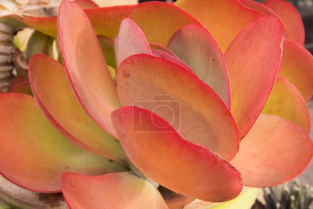 Flora exótica. Plantas suculentas en peligro. Vista de cerca de Kalanchoe thyrsiflora, también conocida como planta de paleta, hermosas hojas rojas textura y patrón.
