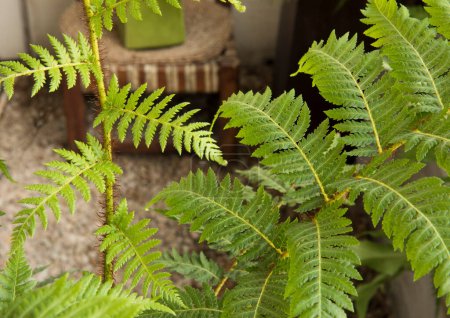 Foto de Flora Verde. vista de cerca de Cyathea cooperi, también conocido como helecho de árbol australiano, hermosas frondas y tallos con pelos rojos, creciendo en el jardín urbano. - Imagen libre de derechos