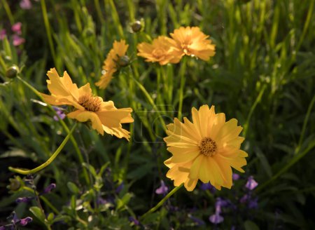 Photo for Springtime in the garden. Closeup view of a beautiful Coreopsis grandiflora, also known as tickseed, flowers of yellow petals and green leaves, blooming in the field. - Royalty Free Image