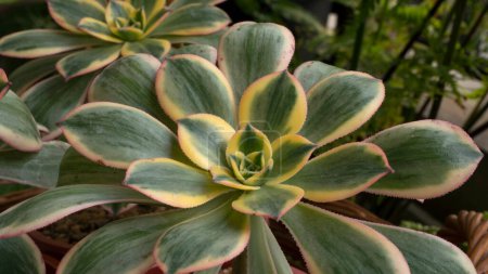 Exotic succulents. Closeup view of Aeonium sunburst, also known as Copper pinwheel, big rosette of green, yellow and red leaves. Beautiful texture and leaves pattern.