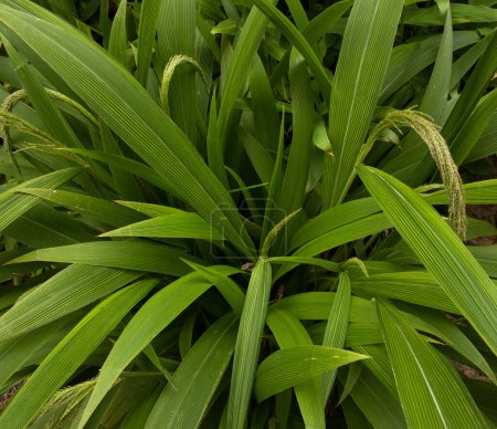Photo for Garden design. Ornamental grasses. Closeup view of Seteria sulcata, also known as Palm Grass, green leaves foliage and flowers, spring blooming in the park. - Royalty Free Image