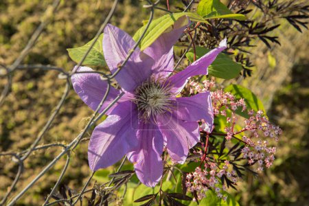Foto de Flora exótica floreciendo en el parque. Vista de cerca de una gran flor Clematis de pétalos púrpura, creciendo a lo largo de la valla del jardín al atardecer. - Imagen libre de derechos