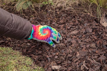 Photo for Gardening and lifestyle. Female gardener hand with gloves, placing wood chips in the plant bed. - Royalty Free Image