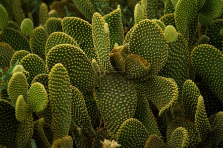 Photo for Desert flora. Yellow Opuntia microdasys or Angel Wings cactus closeup. Thorny leaves with beautiful texture. - Royalty Free Image