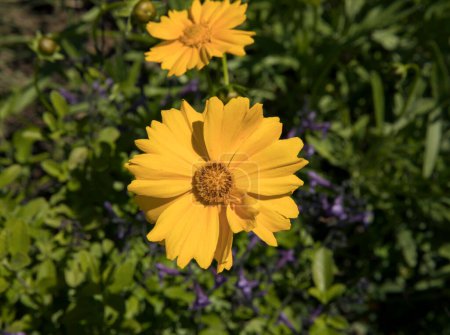 Foto de Primavera en el parque. Vista de cerca de una hermosa Coreopsis grandiflora, también conocida como tickseed, flor de pétalos amarillos que florecen en el jardín. - Imagen libre de derechos
