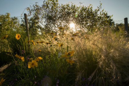 Photo for Spring blooming flower bed at sunset. Closeup view of Coreopsis grandiflora long stems and yellow flowers blossoming in the garden with a golden light. Stipa ornamental grass in the background. - Royalty Free Image