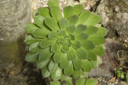 Photo for Exotic succulent plants. Closeup view of beautiful Aeonium rosette of green leaves growing in the arid environment. - Royalty Free Image