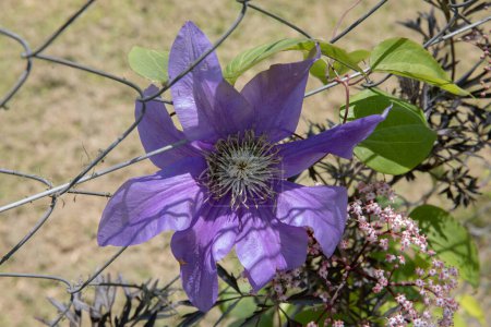 Photo for Exotic flora spring blooming in the park. Closeup view of a Clematis large flower of purple petals, growing along the garden fence at sunset. - Royalty Free Image