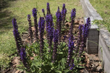 Téléchargez les photos : Floral. Vue rapprochée d'une Salvia qui pousse dans le jardin. Ses feuilles vertes et ses longues fleurs violettes. - en image libre de droit