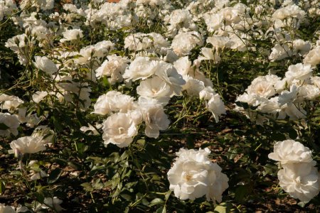 Téléchargez les photos : Aménagement paysager. Lit de fleurs Iceberg rose dans le jardin. Belles roses de pétales blancs printemps fleurissant dans le parc. - en image libre de droit