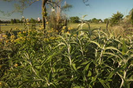 Foto de El jardín en un día soleado. Vista del hermoso follaje de hojas verdes de Salvia leucantha, creciendo en el parque. - Imagen libre de derechos