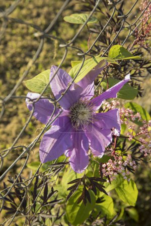 Téléchargez les photos : Flore exotique printemps floraison dans le parc. Vue rapprochée d'une grande fleur Clematis de pétales violets, poussant le long de la clôture du jardin au coucher du soleil. - en image libre de droit