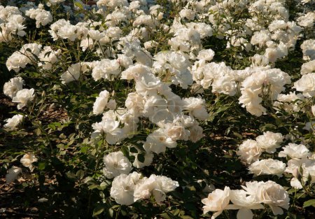 Foto de Iceberg rosa cama de flores en el jardín. Hermosas rosas de pétalos blancos florecen en el parque. - Imagen libre de derechos