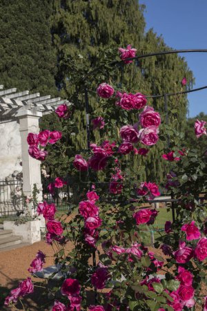 Téléchargez les photos : Aménagement paysager et aménagement du jardin. Vue de l'escalade Rosa Parade, également connu sous le nom de Rose Miniature, fleurs de pétales roses et fuchsia, croissant dans un maillage d'entraînement, floraison printanière dans le parc. - en image libre de droit