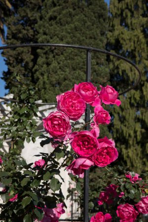 Photo for Landscaping and garden design. Closeup view of climbing Rosa Parade, also known as Miniature Rose, flowers of pink and fuchsia petals, growing in a training mesh, spring blooming in the park. - Royalty Free Image
