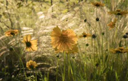 Photo for Selective focus on Coreopsis grandiflora long stems and yellow flowers blossoming in the garden at sunset. Stipa ornamental grass in the background. - Royalty Free Image